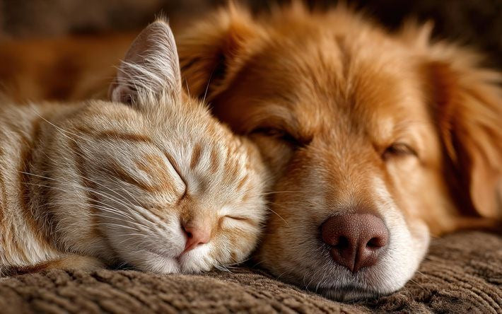 Animals & Pet Supplies