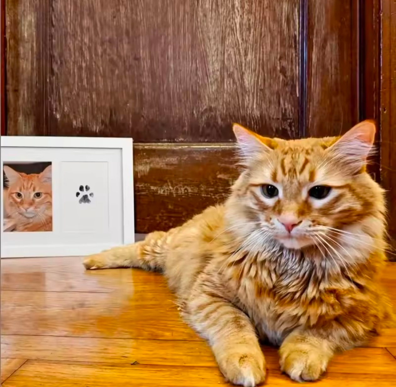 Pet Paw Print Kit With 1 Ink Pad & 2 Imprint Cards