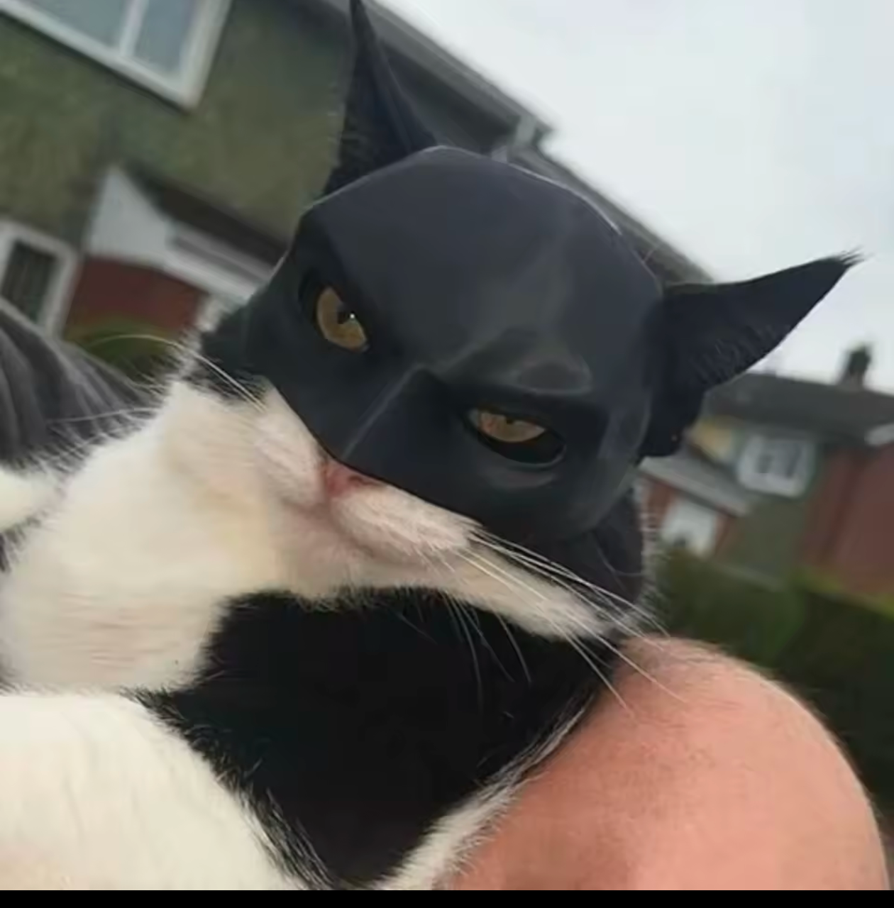 Batman Cat Mask